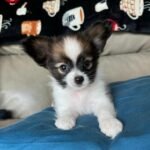 Previous Product Image